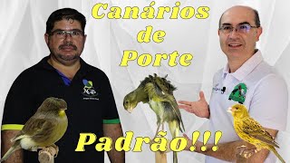 Wladimir Silva Cria Também O Lizard