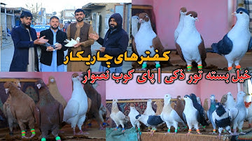 کفتر های ج/نگی چاریکار- خیل بسته دوکان ذکی جان || پای کوب نصوار || Charikar flying Pigeons for sale 
