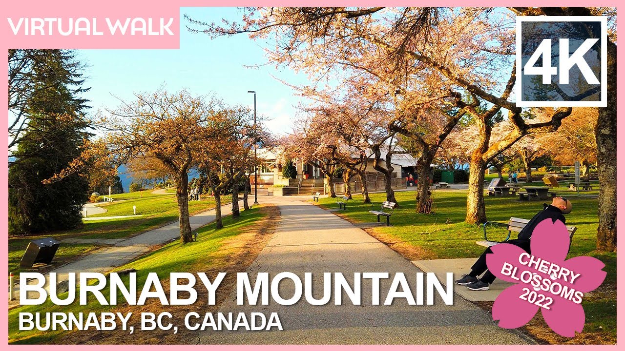 Burnaby Mountain Park Sunset & Cherry Blossom 2022 - 4K Walking Tour for Vancouver Sakura Festival