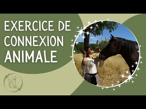 Si tu veux apprendre la communication animale: cette vidéo est faite pour toi !