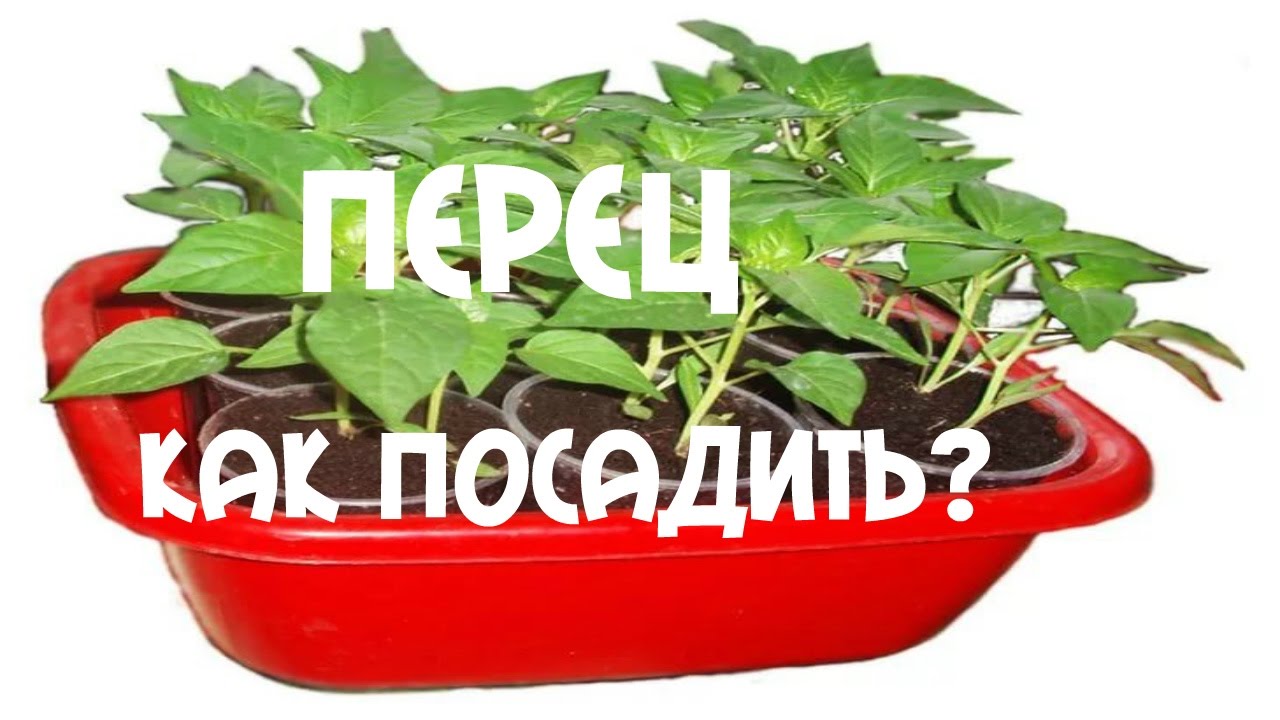 Посадка перца в алоэ. Рассада перцев. Как посадить перец на рассаду. Леруа перец рассада. Рассада перцев в кассетах.