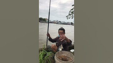 Dính cá/ Câu cá ở sông chợ nổi cái răng