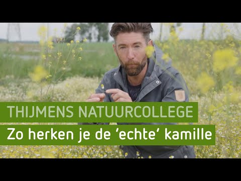 Video: Prijs De Kamille