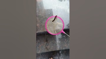 cận cảnh giun đất gặp cá tai tượng