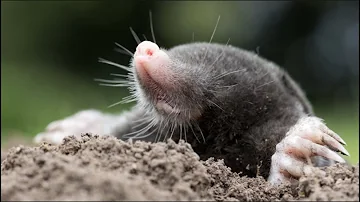 ¿Cuántos topos suele haber en un jardín?