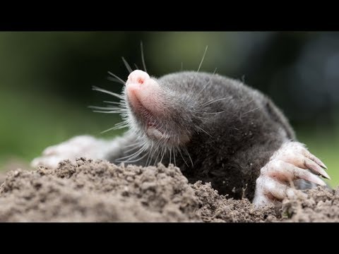 Video: ¿Qué comida les gusta comer a los topos?