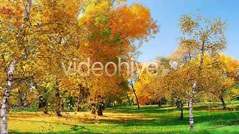 Tree | Motion Graphics - Envato elements