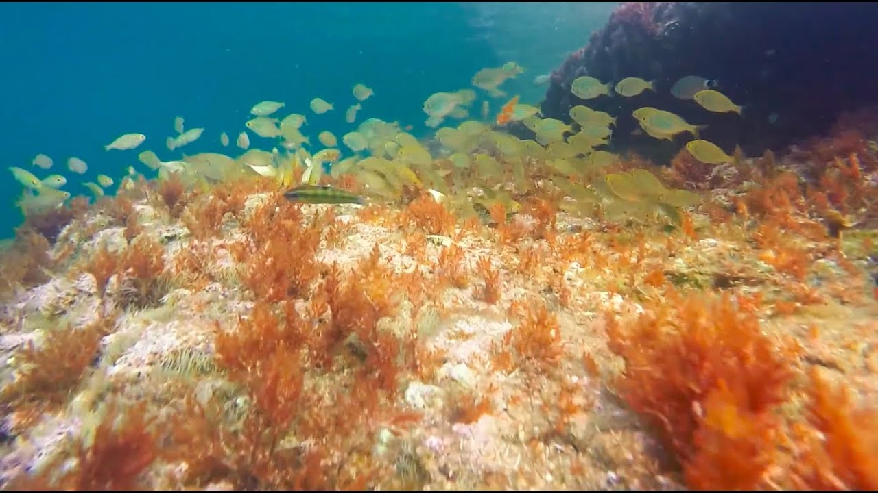 Snorkel a l'Ametlla de Mar
