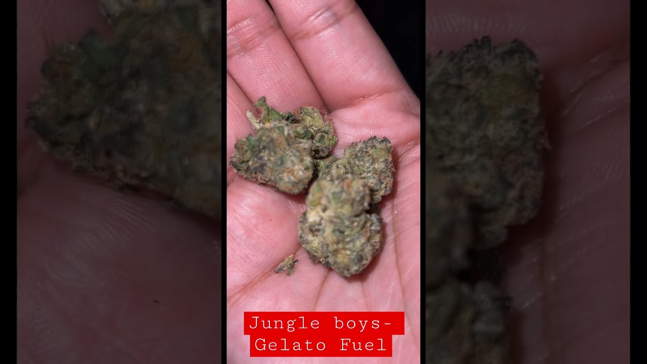 Jungle Boys Gelato Fuel Strain 