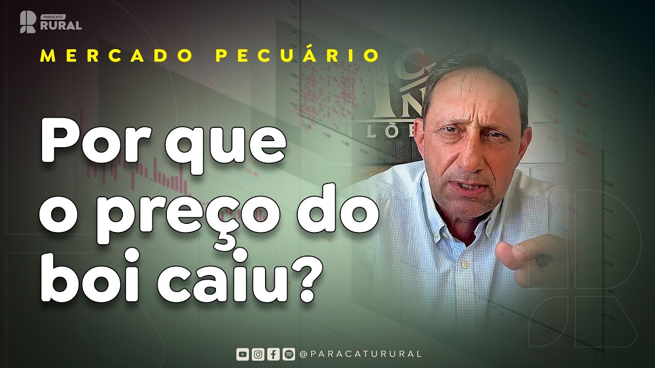 Por que o preço do boi caiu?