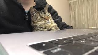 A cat succumbs to sleepiness despite being curious about bird videos. by Cat Navi Desk 6,350,863 views 6 years ago 2 minutes, 28 seconds