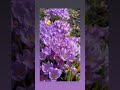 Крокусы и пчелы 🐝🐝🐝🌺🌺🌺🌞🌞🌞