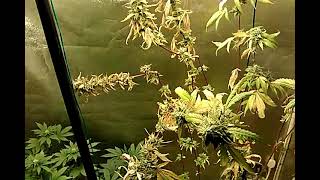Flower tents update
