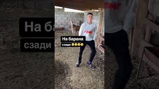 😂 Юный пастух смешно танцует перед овцами, а они с удивлением наблюдают за каждым его движением! 🐑