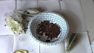 How To Harvest Milkweed Seeds And Save Them The Easy Way.