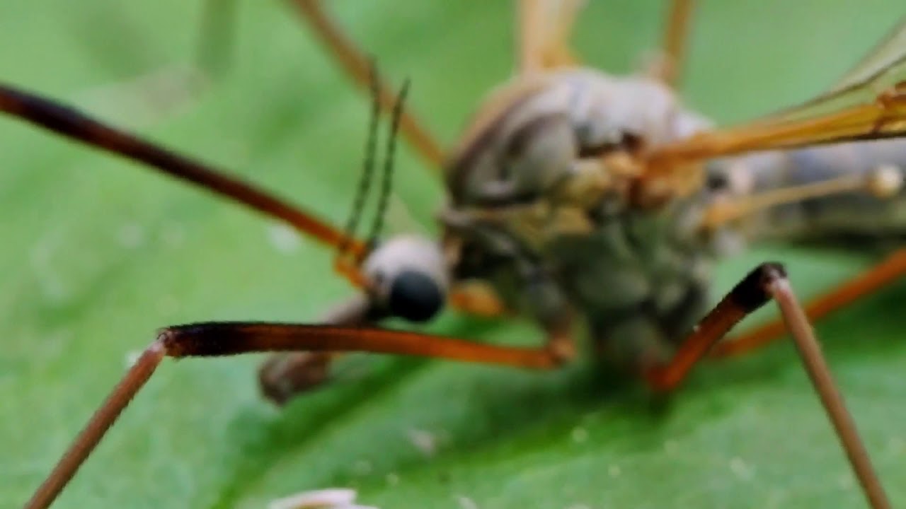 Гигантский комар-долгоножка! - YouTube