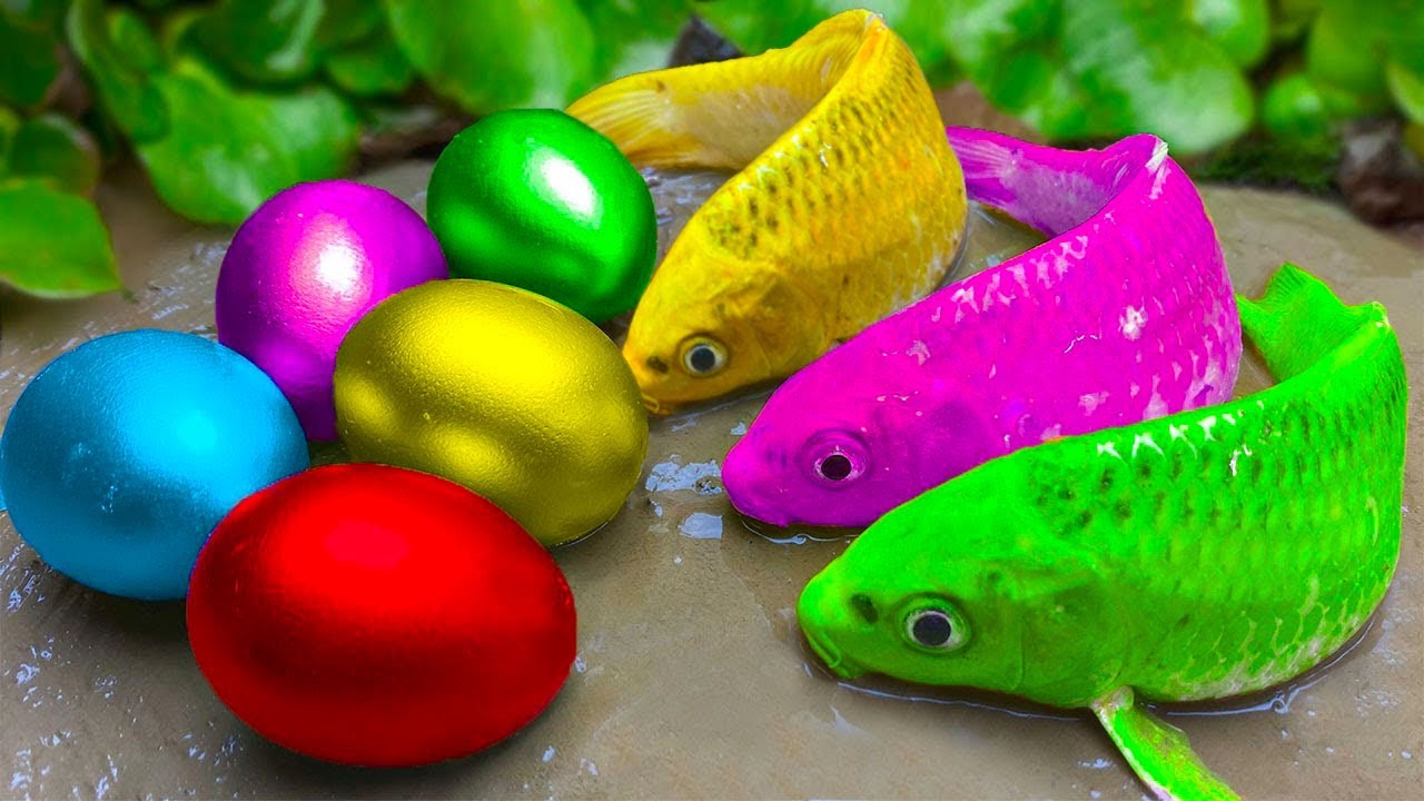 Keren Menangkap Ikan Akuarium Warna Warni Di Kolam Kecil, anak itik, gurita, lele, ikan cupang