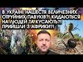 В Україні нашестя величезних ОТРУЙНИХ ПАВУКІВ?! Кидаються НА ЛЮДЕЙ та кусають?! Прийшли з Африки?!