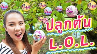 ปลูกต้น L.O.L ออกลูกได้ภายใน 15 วัน  | พี่เฟิร์น 108Life