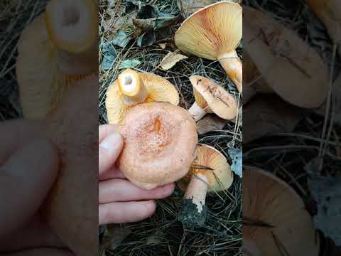 Как определить, это Рыжики или нет?!! В лес за грибами!