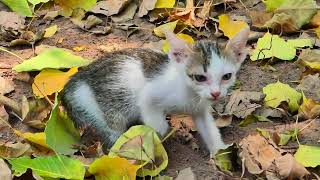 Looking so cute little abandoned kittens in Pagoda