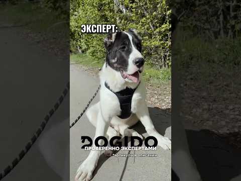 Ребята из DOGIDO знают толк в амуниции 🔥 #амуниция #алабай #собака #сао #шлейка #поводок #волкодав