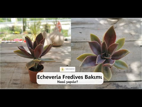 Video: Echeveria: Evde Yetiştirme Ve Bakım