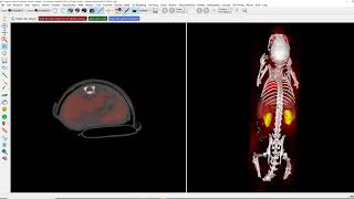 Imalytics Preclinical: First Impression