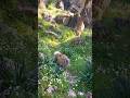 Running Free in the Mountains 🐶⛰️ Jessy the Sheltie #jessy #dog #sheltie #puppy #nature #walking