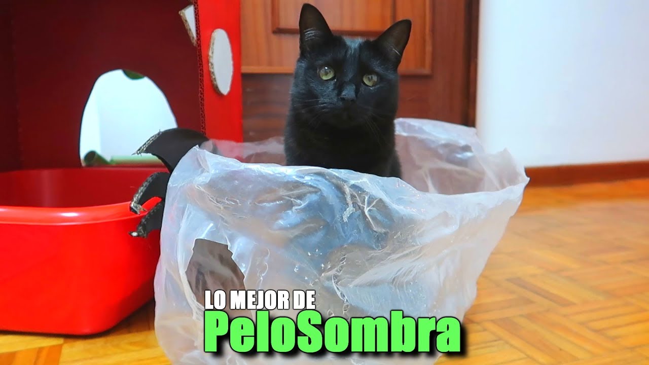 ⁣LO MEJOR DE PeloSombra