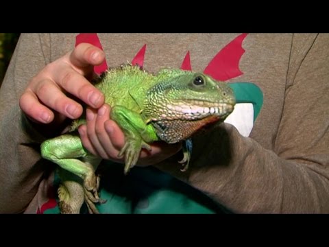 Fauna Land - იგუანა, ყველზე უსაფრთხო ეგზოტიკური ქვეწარმავალი