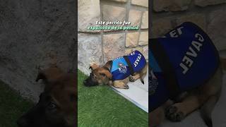 Fue expulsado de la policía por ser un perrito tierno #shorts #animales #mascotas #perros