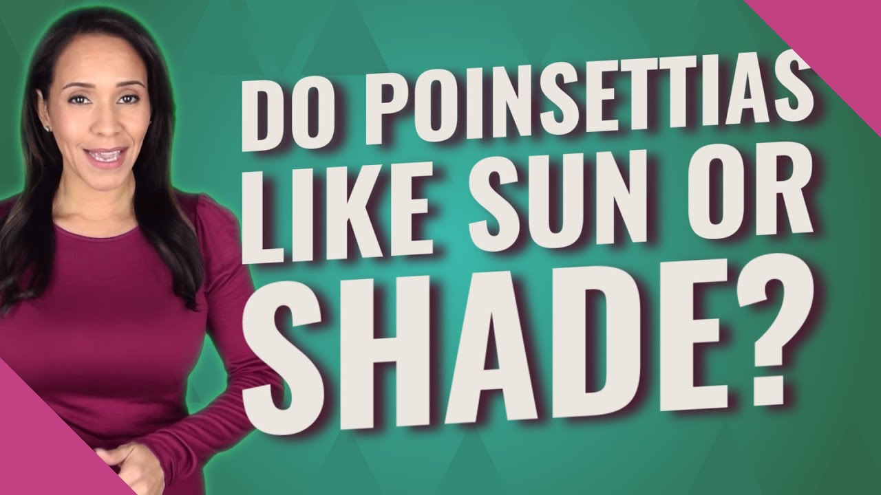 Do Poinsettias Need Shade Or Sun?
