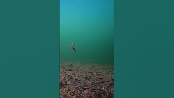 Thumbnail of Carolina Rig Underwater - Ful Video now online ! #naturehooked