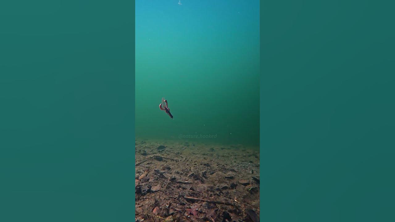 Carolina Rig Underwater - Ful Video now online ! #naturehooked