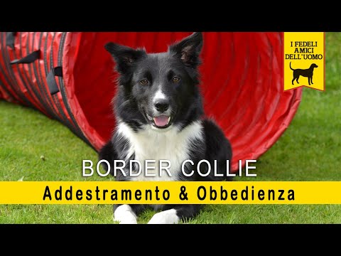 Border Collie - Addestramento & Obbedienza (L&rsquo; Agility dog)