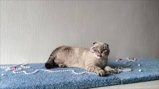 Scottish Fold Handsome Kitten Umka by Lapa.shop: Pedigree Pets for You 24 views 3 days ago 14 seconds