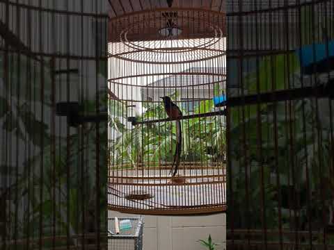 นกบินหลาดง เจ้าสมหวัง DKF farm