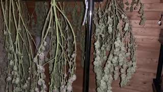 Recent Harvest 2