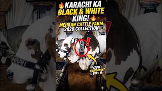 Karachi Ka Black &amp; White King! 👑 | Mehran Cattle Farm 2026 Collection 🔥🖤🤍