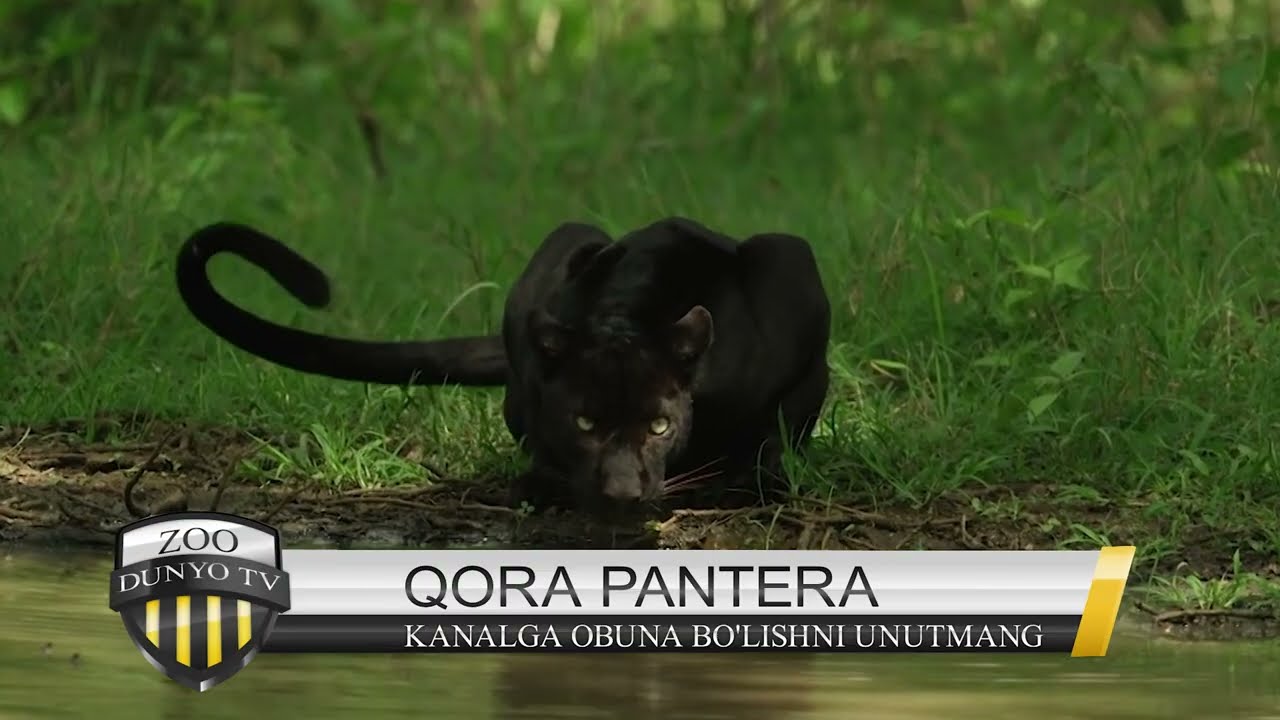 Aleksandr Orlov porno Yapon transseksual pornosini onlayn tomosha qiling