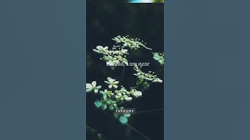 " العفاسي" تلاوه خاشعه 🥺💖🎧