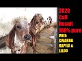 Gir calfs result of jogmaya gaushala 2020 100 pure gir calfs