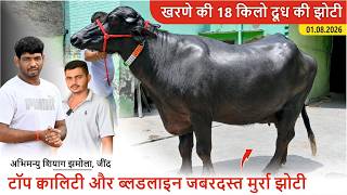 खरणे की 18 किलो दूध की झोटी | टॉप क्वालिटी और ब्लडलाइन जबरदस्त मुर्रा झोटी || ABHIMANU SHIAG, JIND