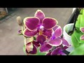 Обзор орхидей в Оби 20 февраля 2019 г.  Бомбезные мини орхидеи)))