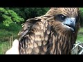 かわいいトンビを保護した（Protect Black Kite）