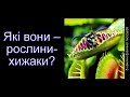 Які вони – рослини-хижаки?