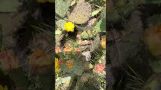 Central Texas Cactus Helps Wildlife by Betty Saenz 14 views 2 years ago 1 minute, 55 seconds