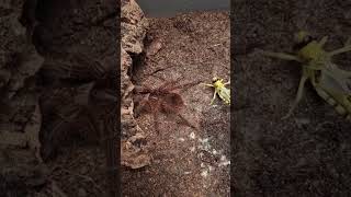 #goliath #stirmi #birdeater #short #shorts  #shortsvideo  #shortsfeed  #tarantula #arachnid #spider