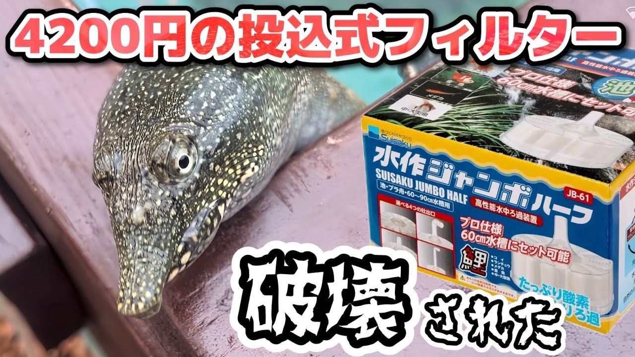 Turtle breeding] I was looking forward to the half-sized Suisaku
